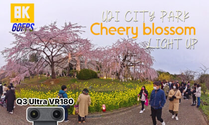 Cherry blossom light up  with family in Uji city park VR Video Cherry blossom light up  with family in Uji city park VR