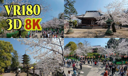 Cherry blossoms in Ueno Park and surrounding areas , Tokyo , JAPAN VR Video Cherry blossoms in Ueno Park and surrounding areas , Tokyo , JAPAN VR