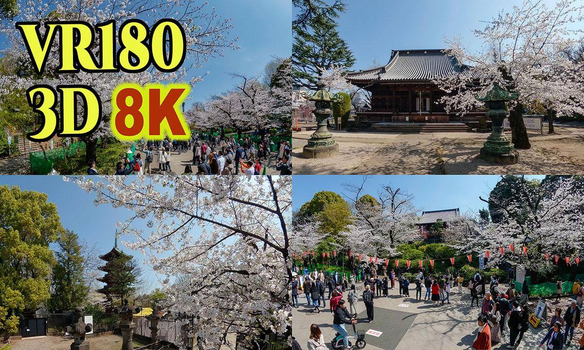 Cherry blossoms in Ueno Park and surrounding areas , Tokyo , JAPAN
