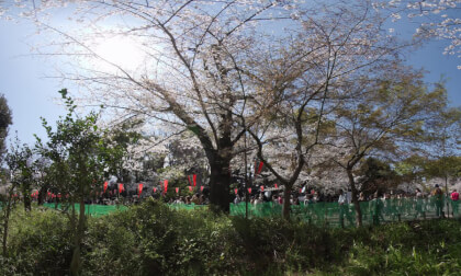 Cherry blossoms at Ueno Park in 2025 VR Video Cherry blossoms at Ueno Park in 2025 VR