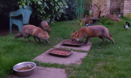 The Foxes This Time VR Video The Foxes This Time VR