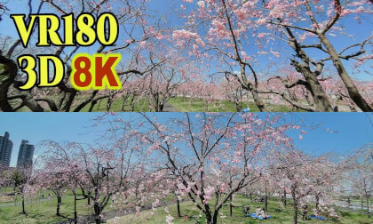 Weeping cherry blossoms at Okunohara Park in Tokyo , JAPAN VR Video Weeping cherry blossoms at Okunohara Park in Tokyo , JAPAN VR