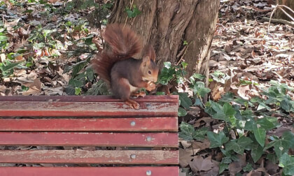 Red Squirrel in the Campo Grande Valladolid Spain 2D 8K VR Video Red Squirrel in the Campo Grande Valladolid Spain 2D 8K VR
