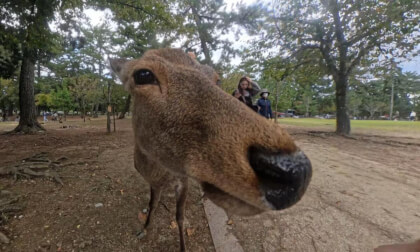 Japanese experience day 11 - Nara deer park VR Video Japanese experience day 11 - Nara deer park VR