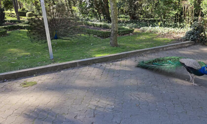 Peacock standoff at Campo Grande Park in Valladolid Spain 2D 8K VR Video Peacock standoff at Campo Grande Park in Valladolid Spain 2D 8K VR