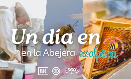 🐝 ¡Descubre el fascinante mundo de las abejas en 360º y 3D! 🌼 VR Video 🐝 ¡Descubre el fascinante mundo de las abejas en 360º y 3D! 🌼 VR