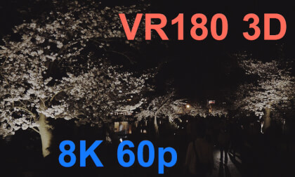 cherry blossoms at night in Ueno Park VR Video cherry blossoms at night in Ueno Park VR