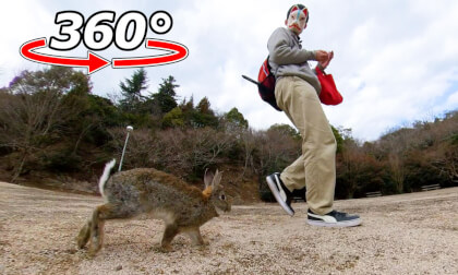 VR 360° | The rabbit following its human companion is too cute! VR Video VR 360° | The rabbit following its human companion is too cute! VR