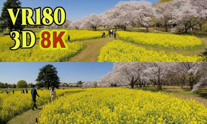 Cherry blossoms at Showa Memorial Park in Tokyo,JAPAN VR Video Cherry blossoms at Showa Memorial Park in Tokyo,JAPAN VR