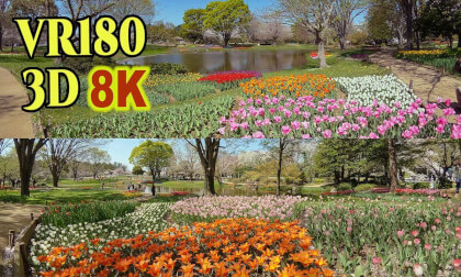Tulip fields at Showa Memorial Park in Tokyo,JAPAN VR Video Tulip fields at Showa Memorial Park in Tokyo,JAPAN VR