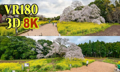 Yoshitaka's Great Cherry Blossoms in Chiba , JAPAN VR Video Yoshitaka's Great Cherry Blossoms in Chiba , JAPAN VR