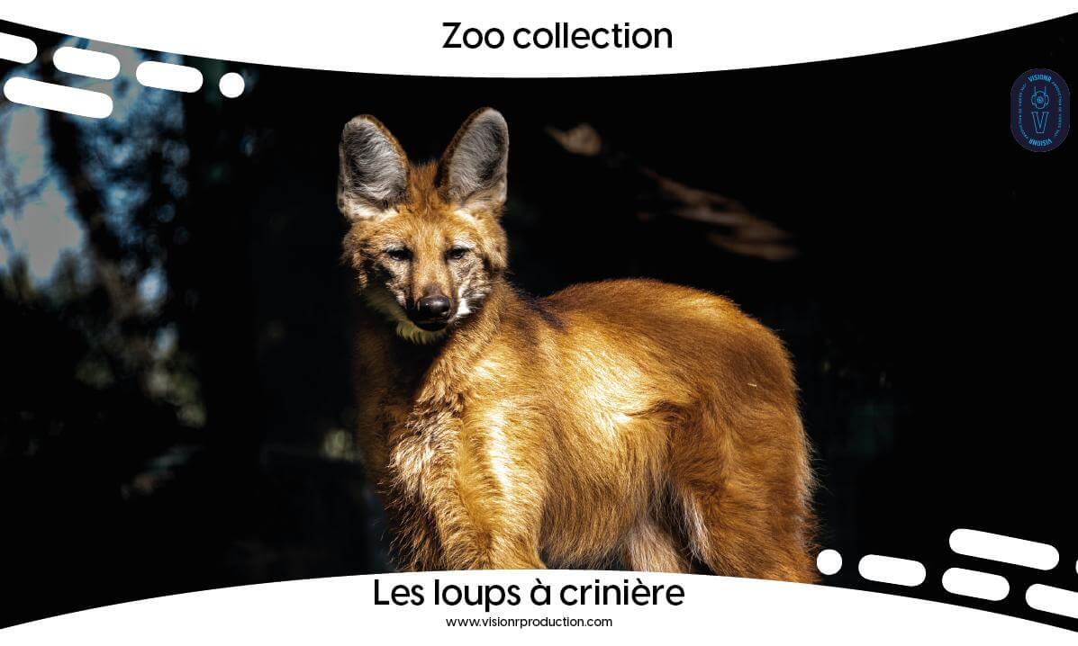 Zoo Collection Ep.5 Les Loups à crinière (FULL MOVIE FR)