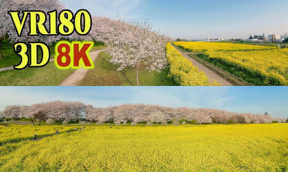 Gongendo Cherry Blossom Embankment,Spectacular view of rape blossoms and rows of cherry blossom trees VR Video Gongendo Cherry Blossom Embankment,Spectacular view of rape blossoms and rows of cherry blossom trees VR