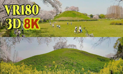Cherry Blossoms at Sakitama Kofun 'Ancient tombs' Park in Saitama,JAPAN VR Video Cherry Blossoms at Sakitama Kofun 'Ancient tombs' Park in Saitama,JAPAN VR
