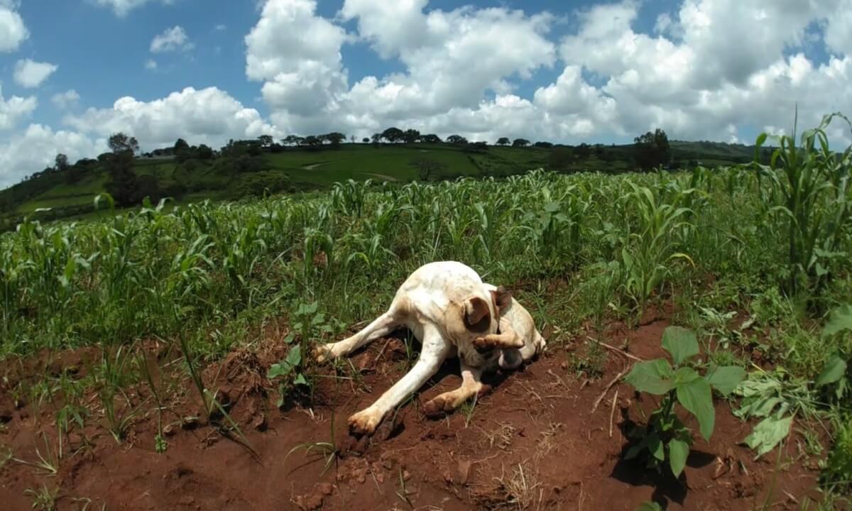 VR Dog Episode #2