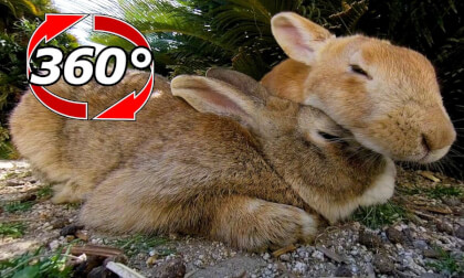 [360 Video] Two rabbits sleeping comfortably.But on the way...