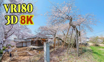 Ishito-kabazakura, one of the five great cherry blossoms of Japan in Saitama VR Video Ishito-kabazakura, one of the five great cherry blossoms of Japan in Saitama VR