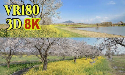 Hahakojima Retarding Basin,Spectacular view of cherry blossoms and rape blossoms VR Video Hahakojima Retarding Basin,Spectacular view of cherry blossoms and rape blossoms VR