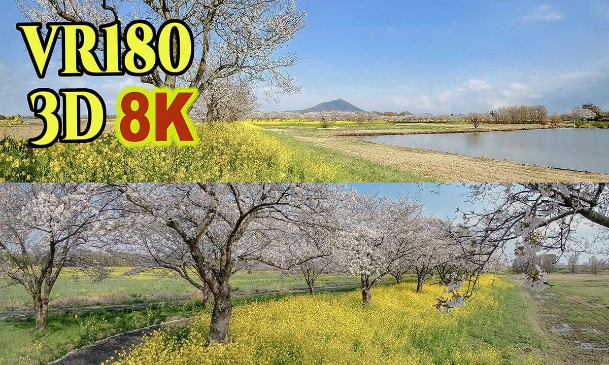 Hahakojima Retarding Basin,Spectacular view of cherry blossoms and rape blossoms