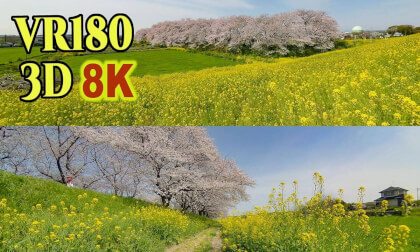 Yoshimi Sakura tsutsumi park ,a 1.8 km-long cherry blossom bank with  500 cherry trees in Saitama,JAPAN VR Video Yoshimi Sakura tsutsumi park ,a 1.8 km-long cherry blossom bank with  500 cherry trees in Saitama,JAPAN VR