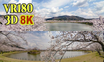 Cherry blossoms around Hojo Oike Pond in Ibaraki , JAPAN VR Video Cherry blossoms around Hojo Oike Pond in Ibaraki , JAPAN VR