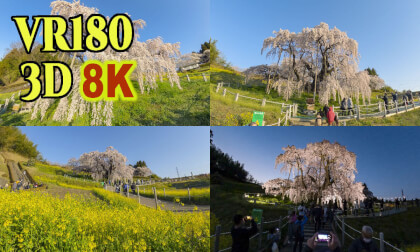 Miharu Taki-zakura, one of the three great cherry blossom trees  in Japan VR Video Miharu Taki-zakura, one of the three great cherry blossom trees  in Japan VR