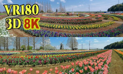 Tulips at Akebonoyama Agricultural Park in Chiba , JAPAN VR Video Tulips at Akebonoyama Agricultural Park in Chiba , JAPAN VR