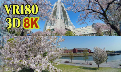 Cherry blossoms and spring flowers in the Yokohama Minato Mirai area ,Kanagawa,JAPAN VR Video Cherry blossoms and spring flowers in the Yokohama Minato Mirai area ,Kanagawa,JAPAN VR