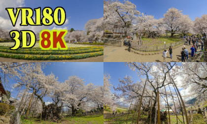 Jindai-zakura, one of the three great cherry blossom trees  in Japan VR Video Jindai-zakura, one of the three great cherry blossom trees  in Japan VR