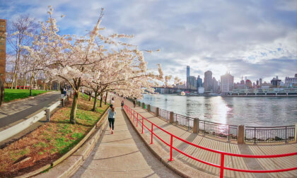 Glide Under Cherry Blossoms | Shot on Q3 Ultra VR180 VR Video Glide Under Cherry Blossoms | Shot on Q3 Ultra VR180 VR