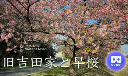Former Yoshida Family and Early Cherry Blossoms Former Yoshida Family and Early Cherry Blossoms
