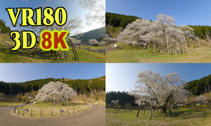 Neodani Usuzumi-zakura, one of the three great cherry blossom trees  in Japan VR Video Neodani Usuzumi-zakura, one of the three great cherry blossom trees  in Japan VR