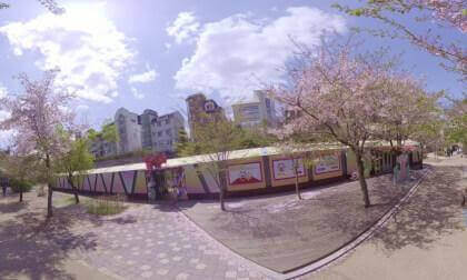 [VR360] Hongik University in Korea. Cherry blossoms