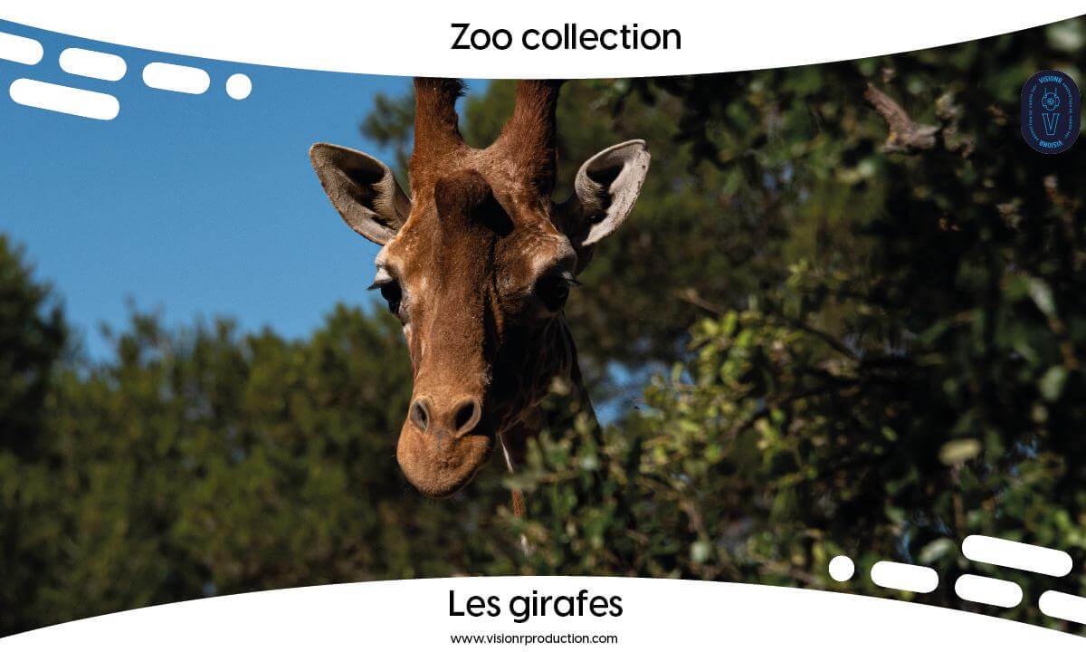 Zoo Collection Ep.1 Les Girafes ( 360° FULL MOVIE FR)
