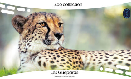 Zoo Collection Ep.2 Les Guépards (FULL MOVIE FR) Zoo Collection Ep.2 Les Guépards (FULL MOVIE FR)