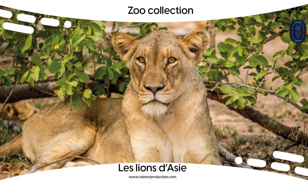 Zoo Collection Ep.3 Les Lions d'Asie (360° FULL MOVIE FR)