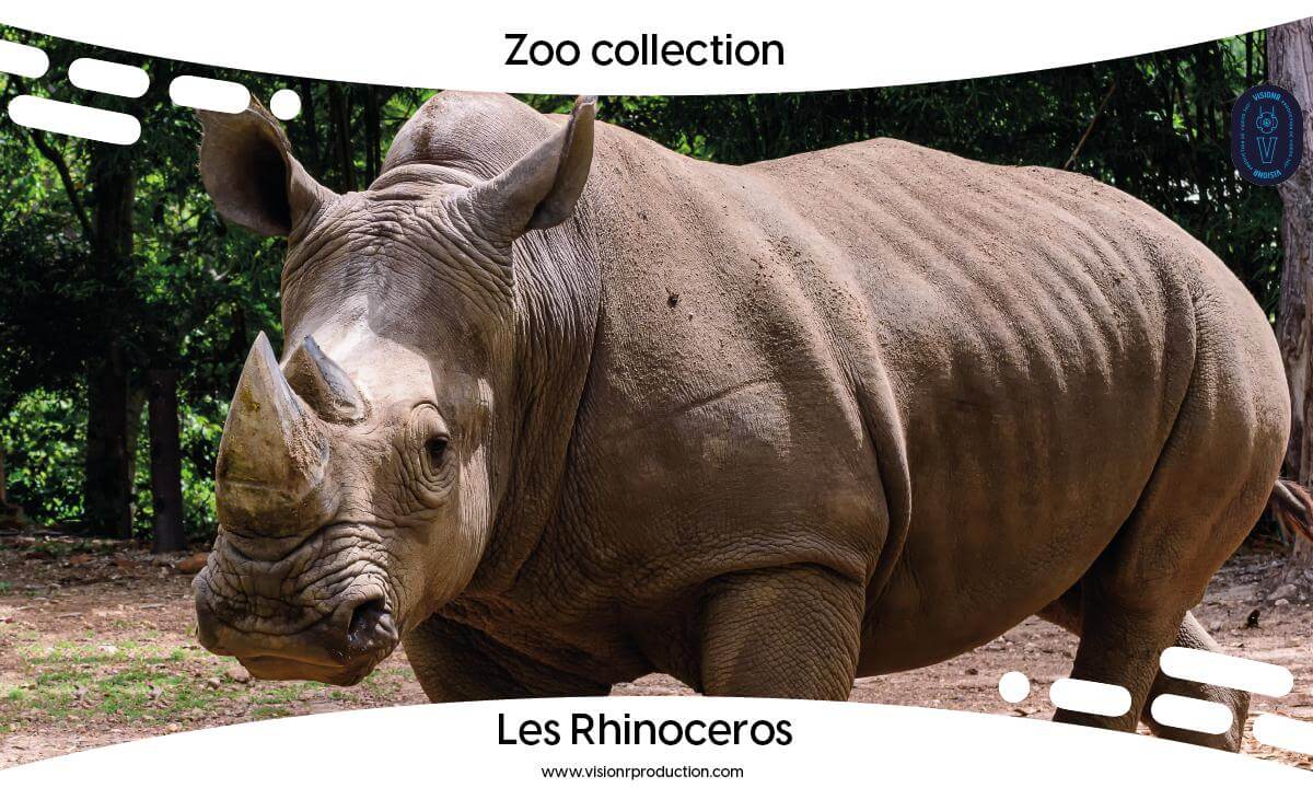 Zoo Collection Ep.4 Les Rhinocéros blancs (FULL MOVIE FR)
