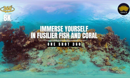 Surrounded by amazing Fusilier fish in Ras Muhammed. 360 / 8K / VR / 2 minute experience. VR Video Surrounded by amazing Fusilier fish in Ras Muhammed. 360 / 8K / VR / 2 minute experience. VR