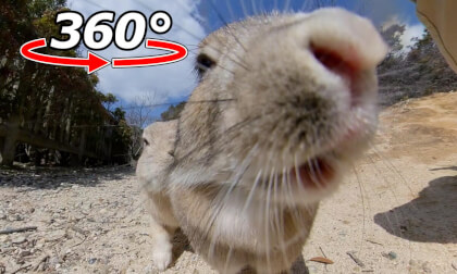 VR 360° | Rabbits, you're getting too close! VR Video VR 360° | Rabbits, you're getting too close! VR