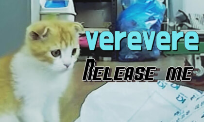 CAT VR] Release! But I'm verevere