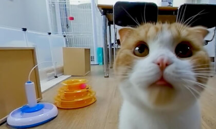 CAT VR] Wow! But I'm verevere