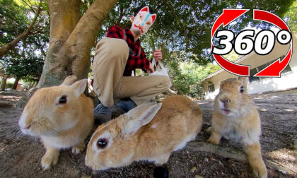 [360 Video] I will give the rabbits lunch under the tree.