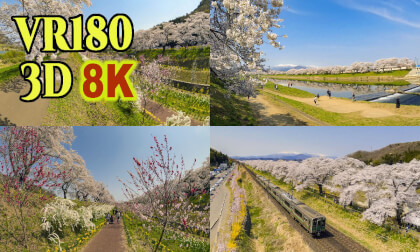 Shiroishi River and 1000 Cherry Trees at a Glance in Miyagi,Japan VR Video Shiroishi River and 1000 Cherry Trees at a Glance in Miyagi,Japan VR