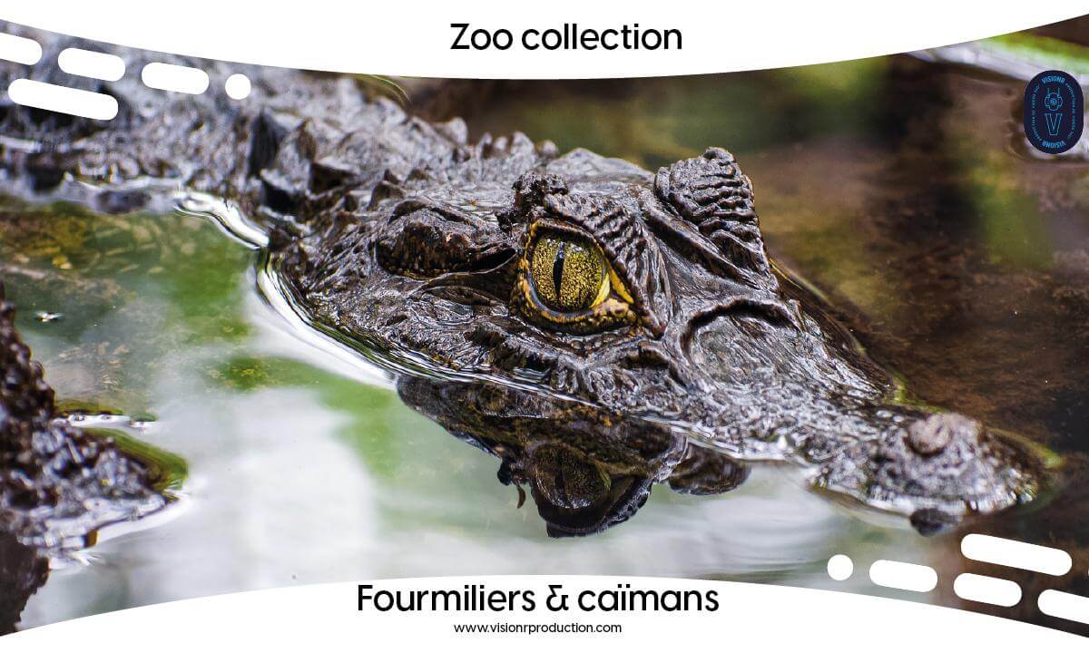 Zoo Collection Ep.6 Le fourmilier et les caïmans (FULL MOVIE FR)