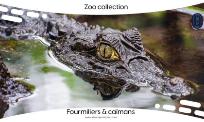 Zoo Collection Ep.6 Le fourmilier et les caïmans (FULL MOVIE FR) VR Video Zoo Collection Ep.6 Le fourmilier et les caïmans (FULL MOVIE FR) VR