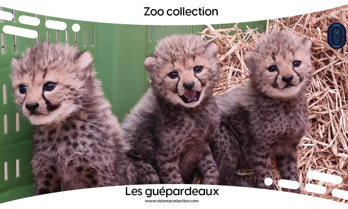 Zoo Collection Ep.7 Les guépardeaux (360° FULL MOVIE FR)