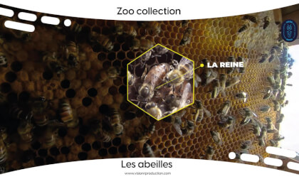 Zoo Collection Ep.8 Les abeilles (360° FULL MOVIE FR) Zoo Collection Ep.8 Les abeilles (360° FULL MOVIE FR)