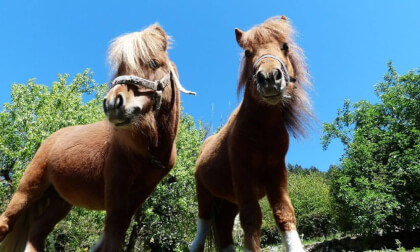 Pony on a farm in VR Pony on a farm in VR