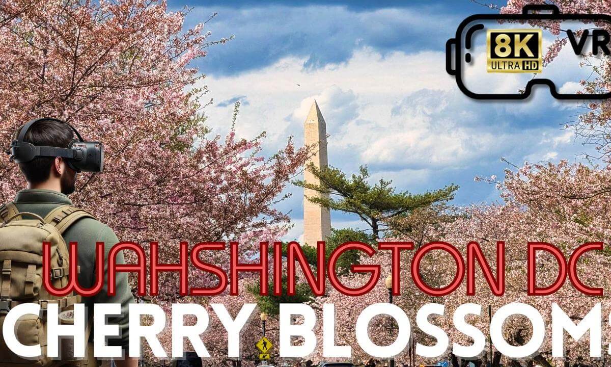 🌸 DC Cherry Blossom Festival in 8K 360° VR: PEAK BLOOM in Washington at the Tidal Basin | VR Tour