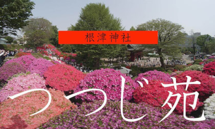 Nezu Shrine's Azalea Festival Nezu Shrine's Azalea Festival